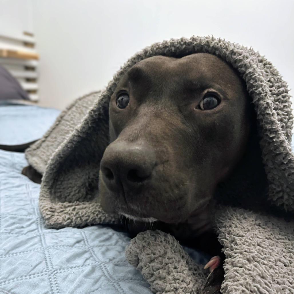 Enlarge Gonzo (CL-SS), a Adoptable Pit Bull Terrier in Austin, TX image 4/6