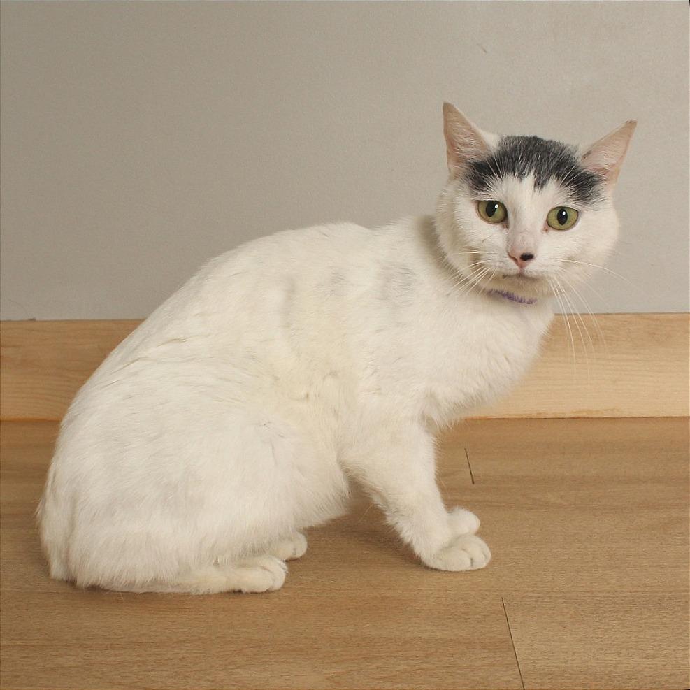Gazpacho C70325, Adoptable, Young Female Domestic Short Hair.