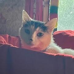 Enlarge Gazpacho C70325, a Adoptable Domestic Short Hair in Minnetonka, MN image 2/6