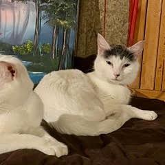 Enlarge Gazpacho C70325, a Adoptable Domestic Short Hair in Minnetonka, MN image 3/6