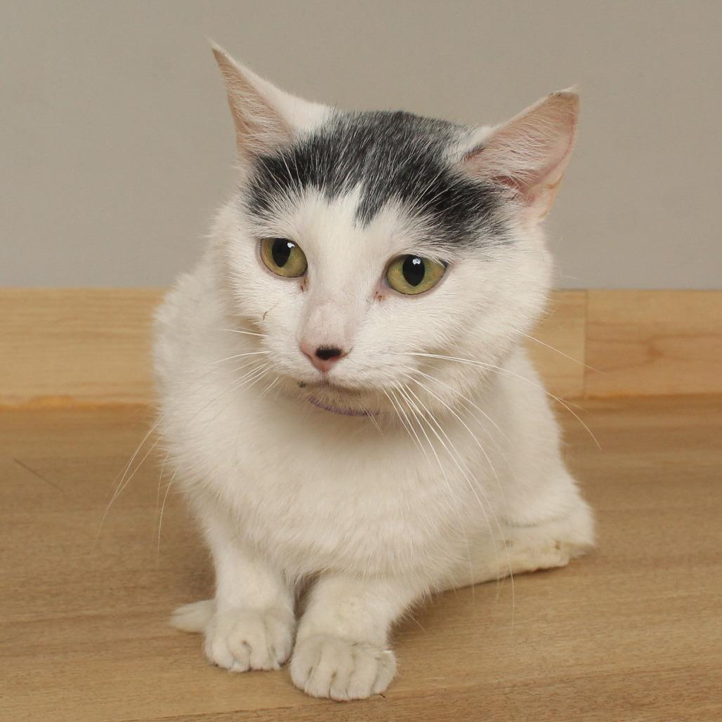 Enlarge Gazpacho C70325, a Adoptable Domestic Short Hair in Minnetonka, MN image 4/6