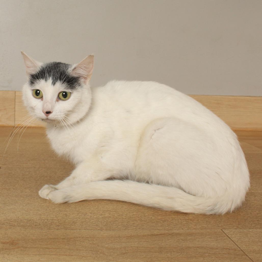 Enlarge Gazpacho C70325, a Adoptable Domestic Short Hair in Minnetonka, MN image 5/6