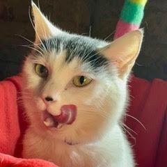 Enlarge Gazpacho C70325, a Adoptable Domestic Short Hair in Minnetonka, MN image 6/6