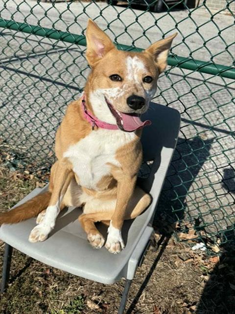 Enlarge FRECKLES, a Adoptable mixed breed in Saint Peters, MO image 1/1