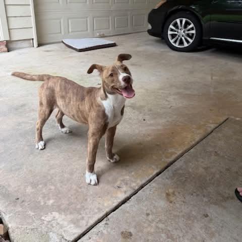 CorridorV0ls, a Adoptable mixed breed in Grand Rapids, MI image 3/6