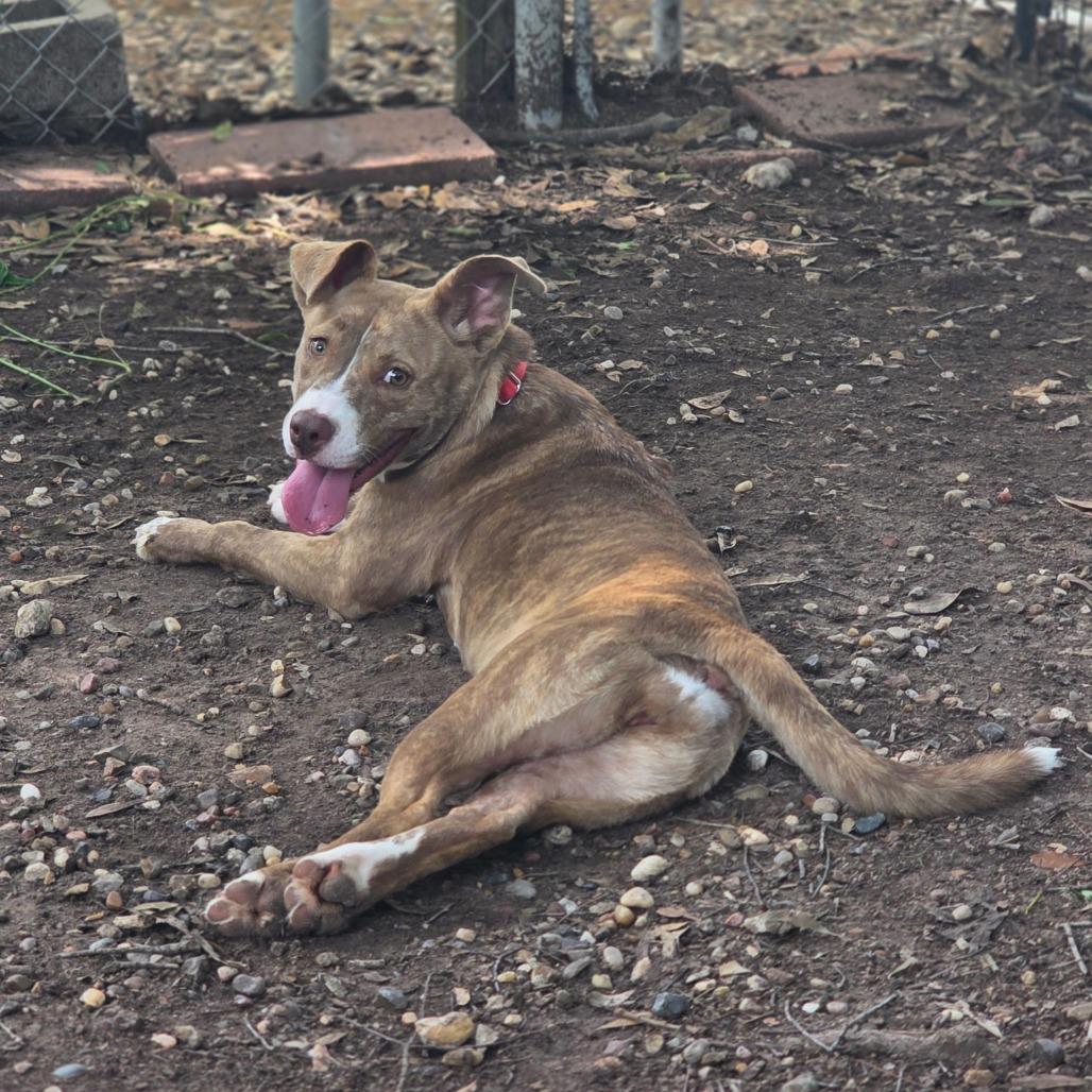 CorridorV0ls, a Adoptable mixed breed in Grand Rapids, MI image 5/6