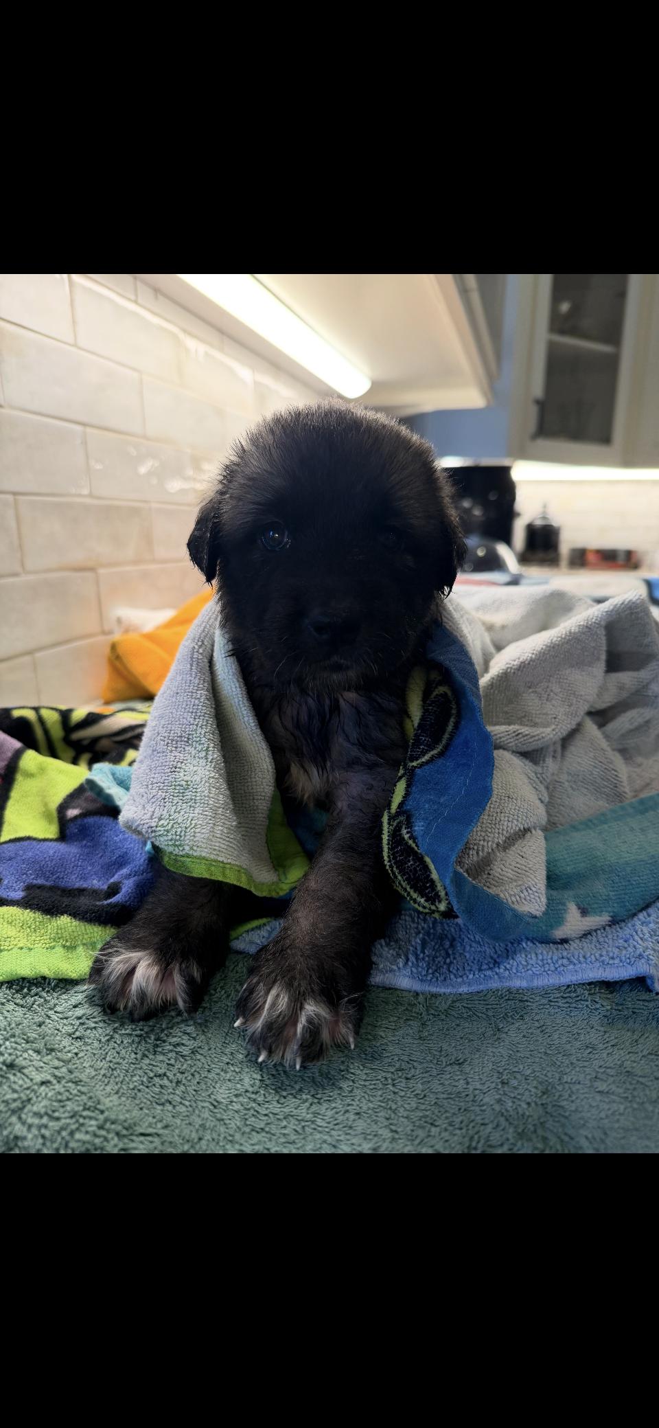 Pippin HTX, Adoptable, Puppy Female Anatolian Shepherd & Great Pyrenees.
