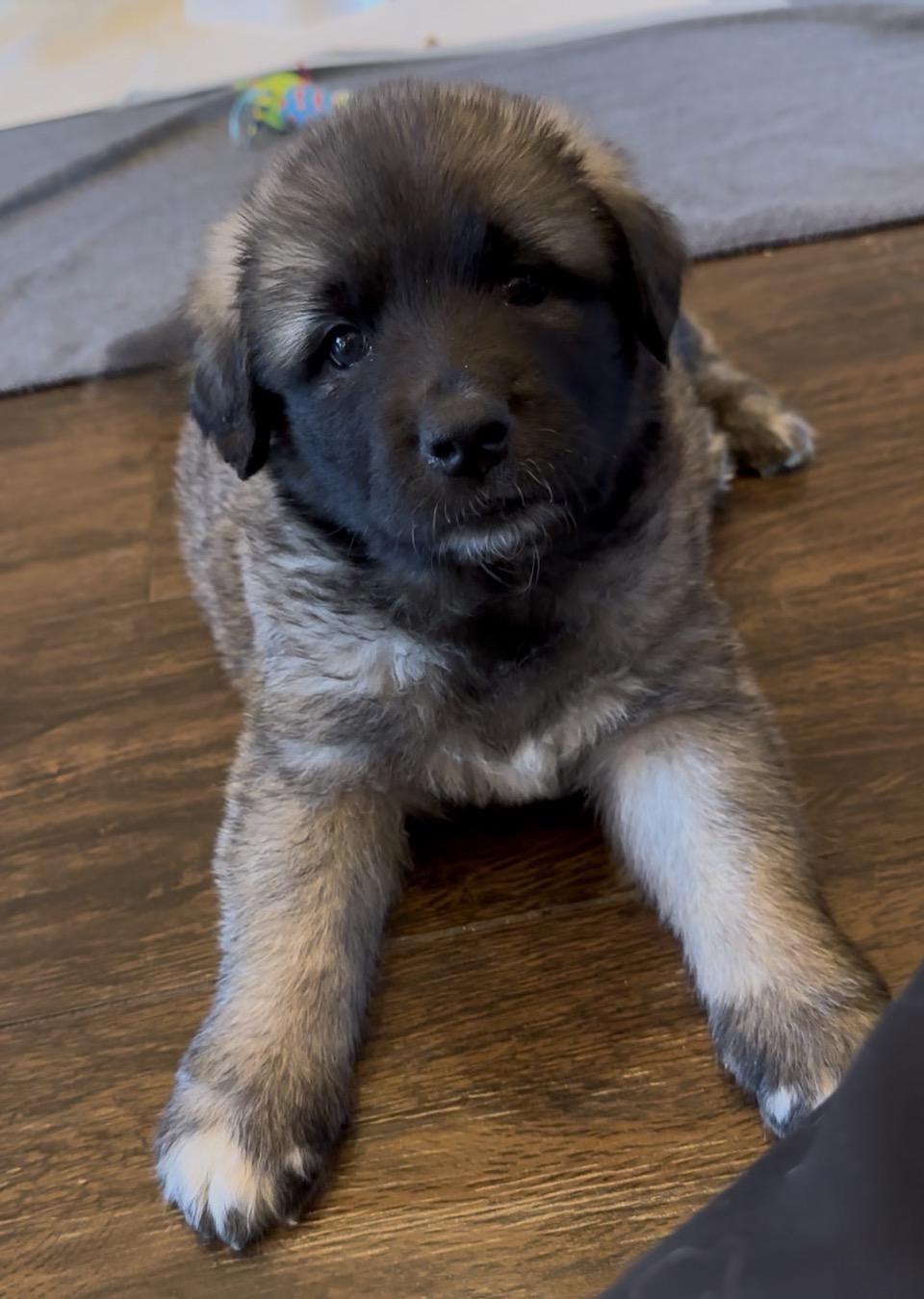 Pippin HTX, a Adoptable mixed breed in Quinlan, TX image 2/6