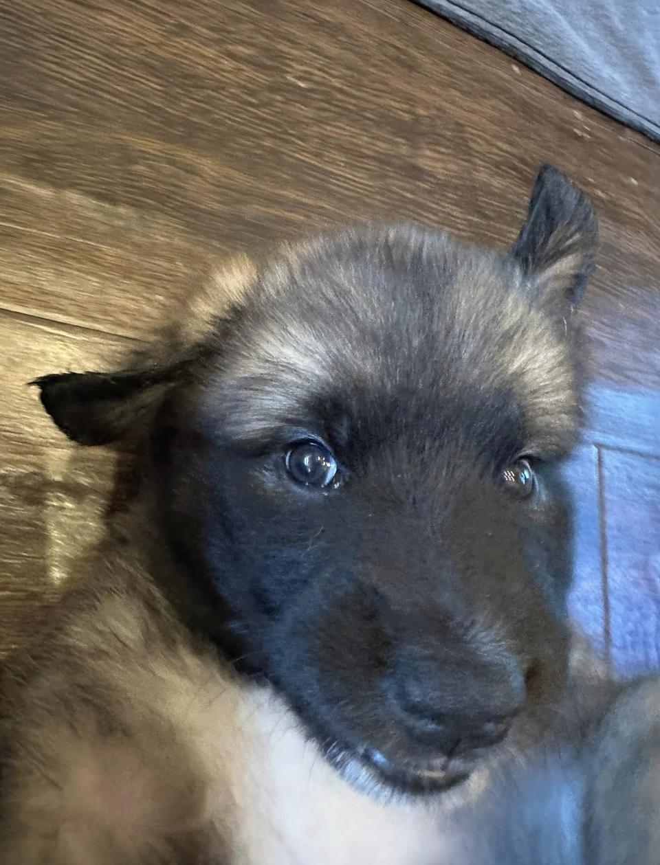 Pippin HTX, a Adoptable mixed breed in Quinlan, TX image 3/6