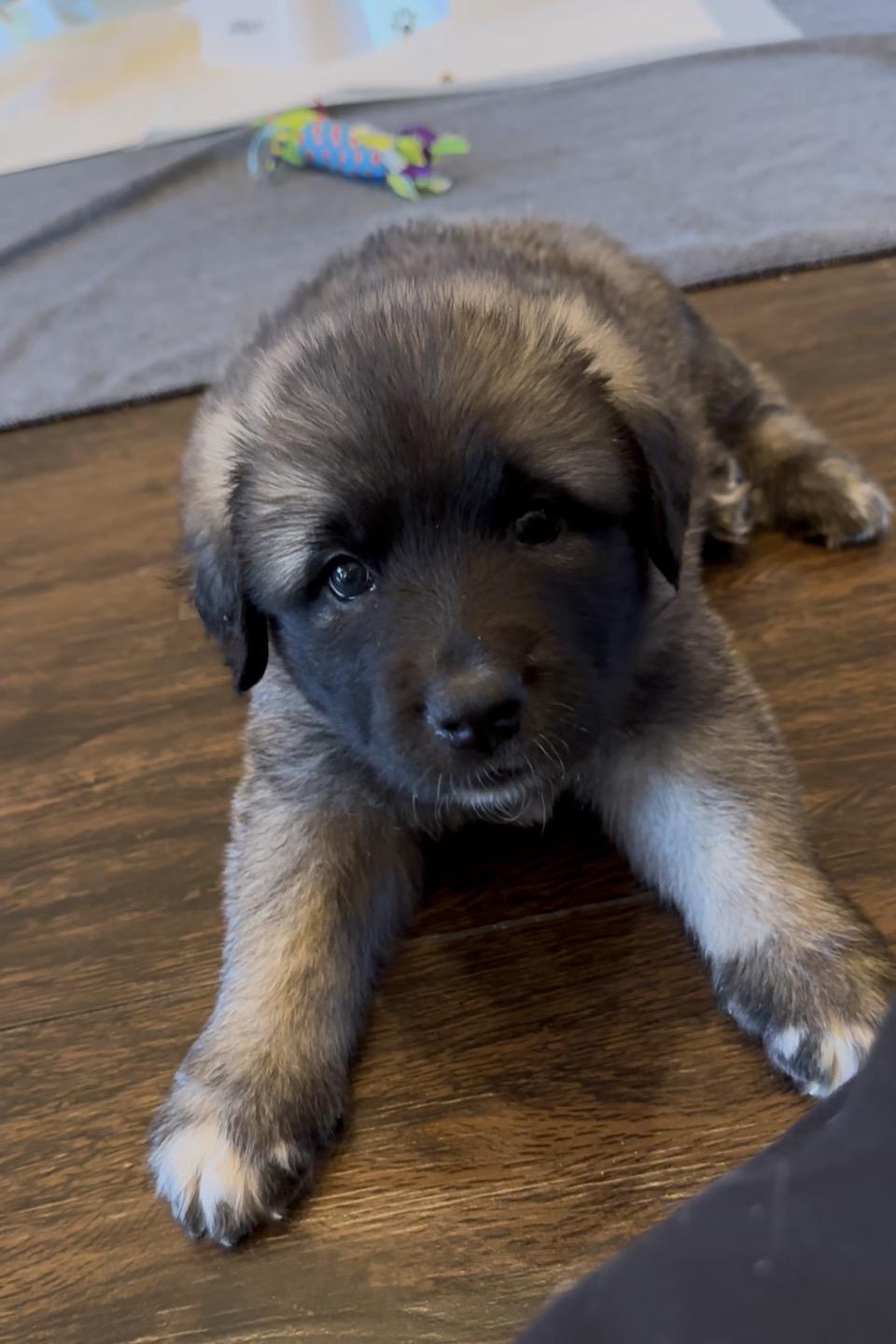 Pippin HTX, a Adoptable mixed breed in Quinlan, TX image 4/6