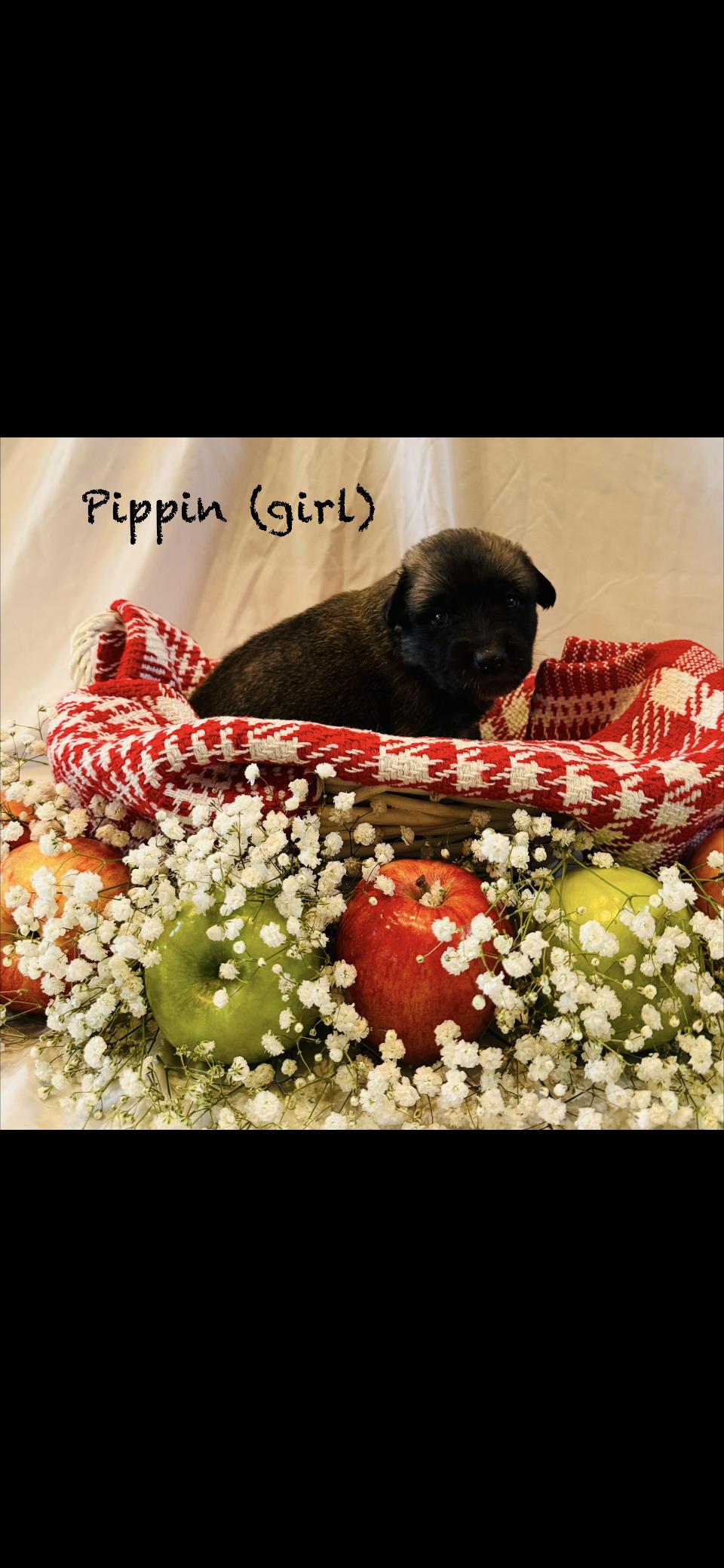 Pippin HTX, a Adoptable mixed breed in Quinlan, TX image 5/6