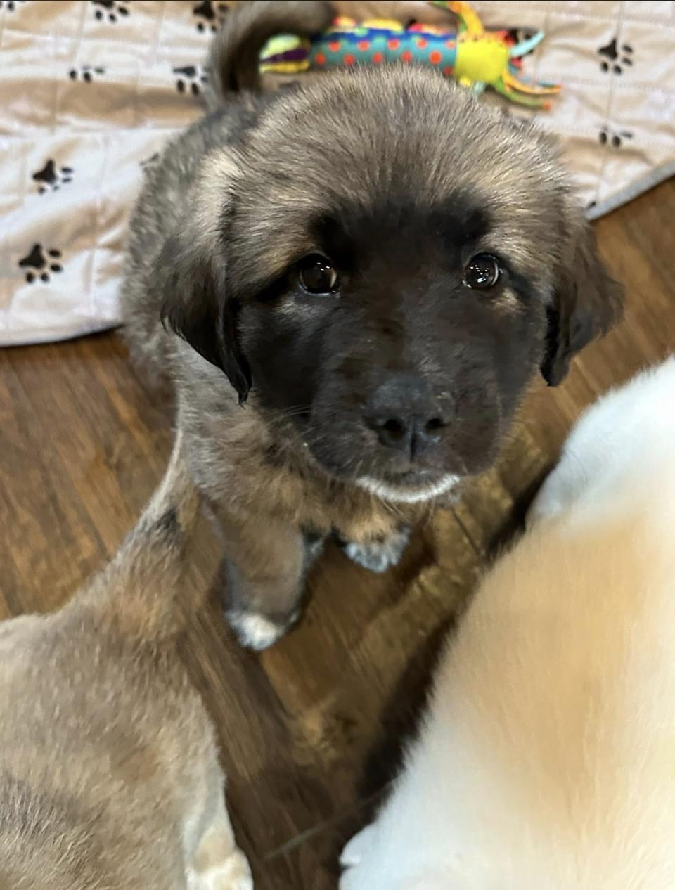 Pippin HTX, a Adoptable mixed breed in Quinlan, TX image 6/6