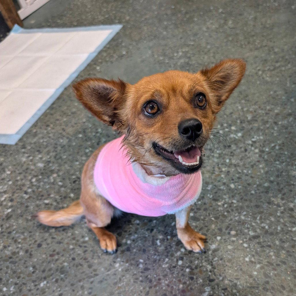 FLOWER, Adopted, Adult Female Chihuahua & Spaniel.