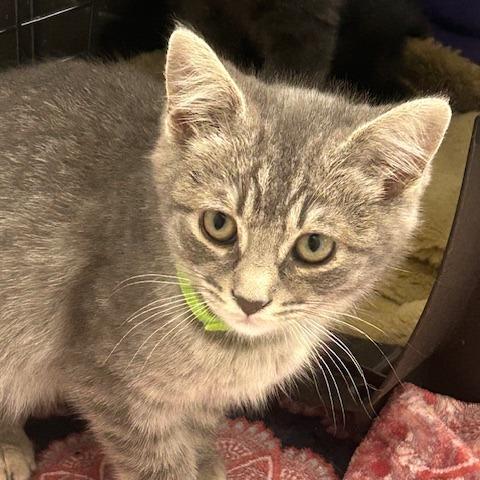 Heron, Adoptable, Kitten Male Domestic Short Hair.