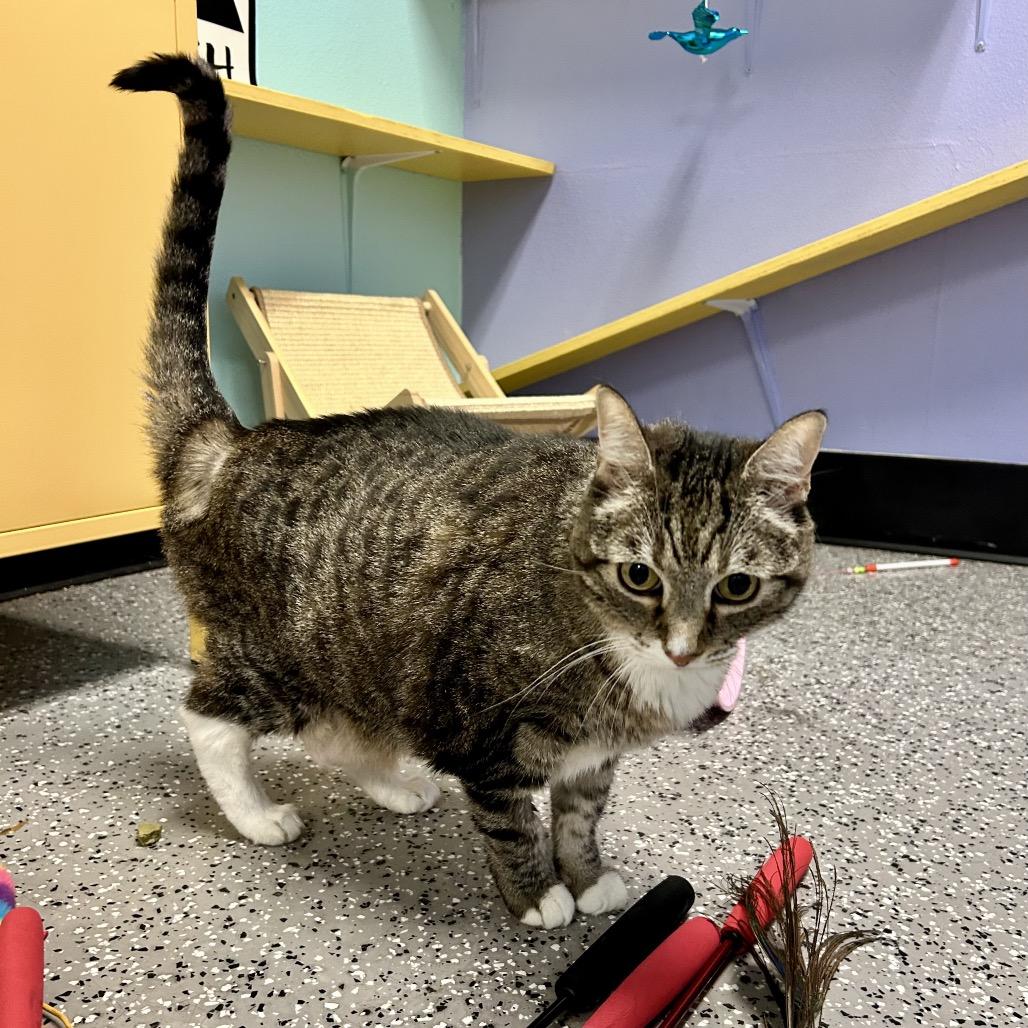 Luna, Adoptable, Senior Female Domestic Short Hair.