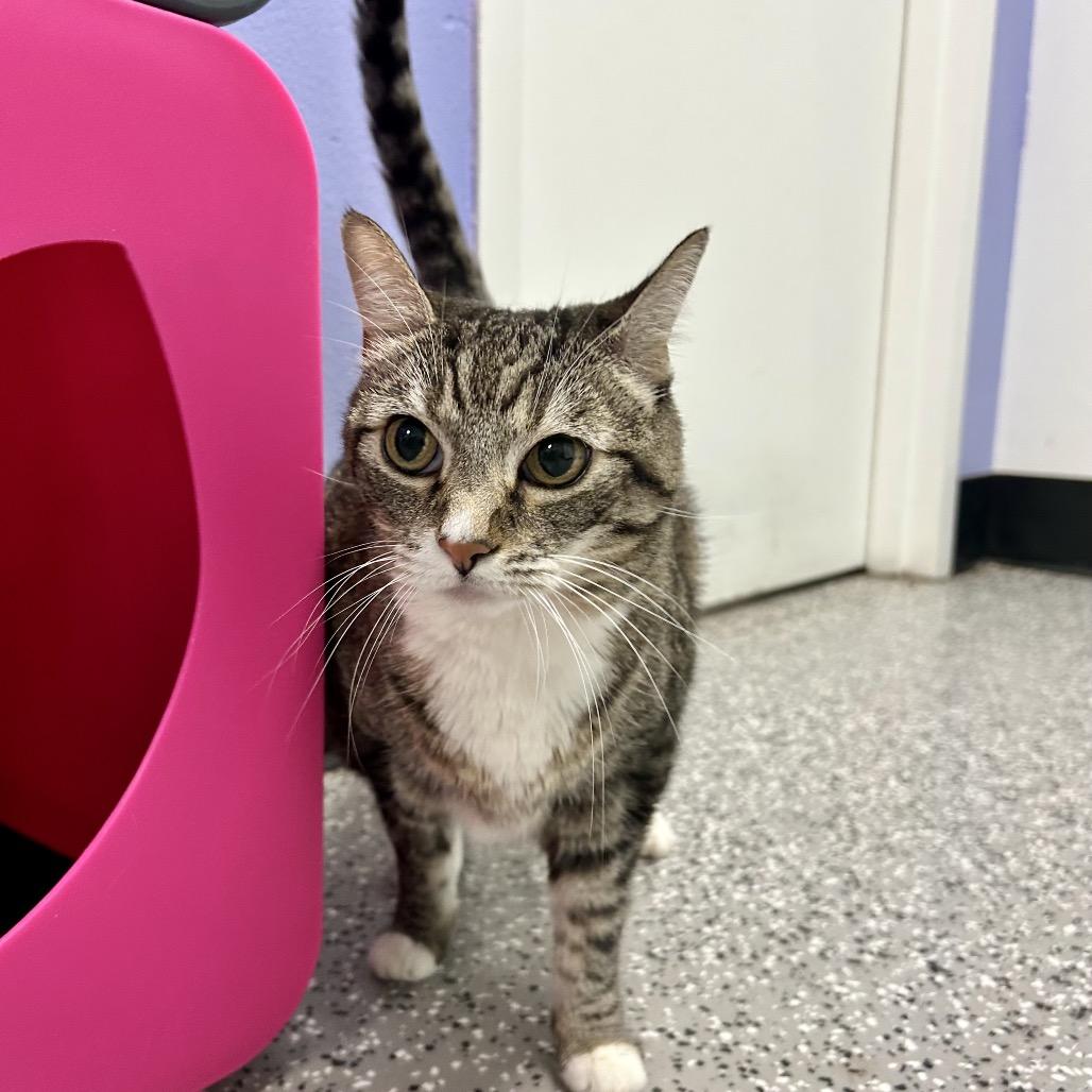 Enlarge Luna, a Adoptable Domestic Short Hair in Henderson, NV image 2/2