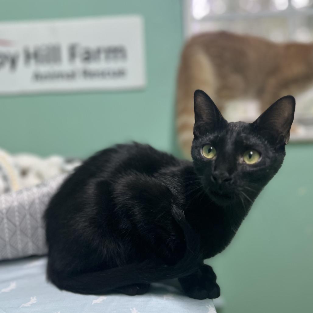 Cisco, a Adoptable American Shorthair in Melrose, FL image 1/2
