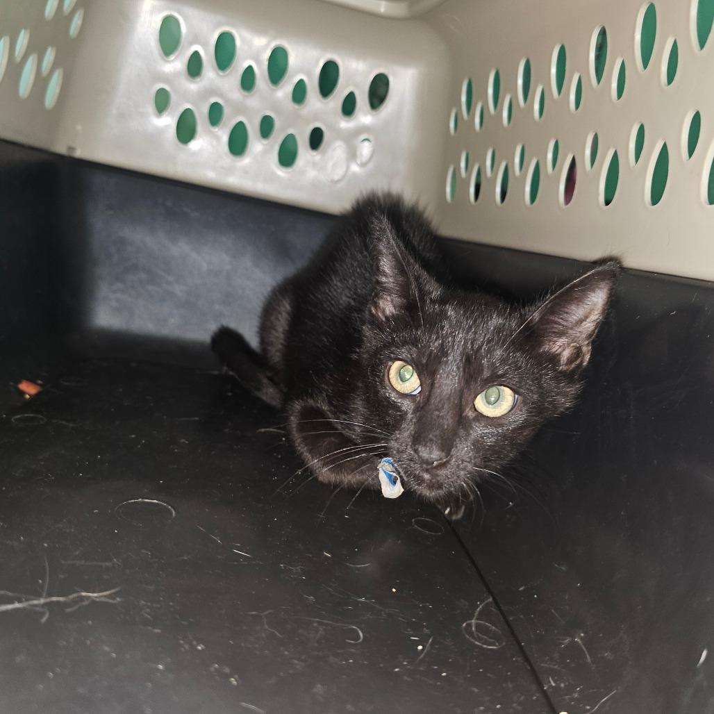Cisco, a Adoptable American Shorthair in Melrose, FL image 2/2