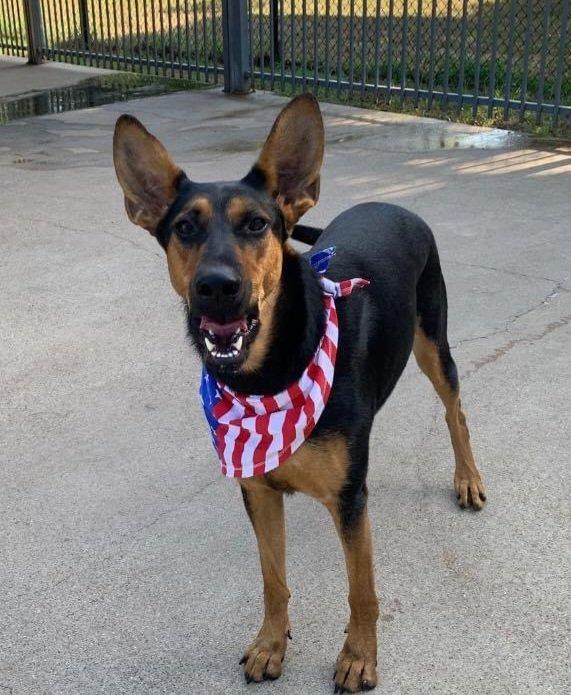 Layla, a Adoptable mixed breed in Spring, TX image 1/6