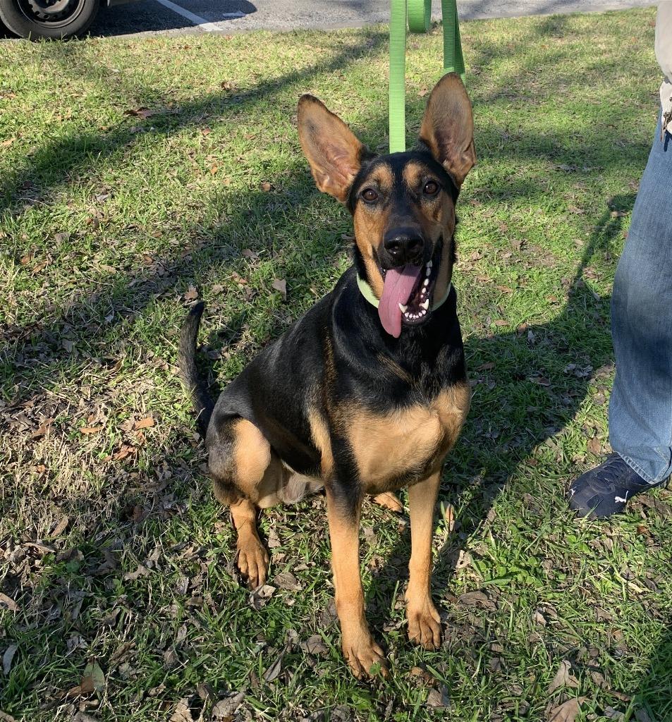 Layla, Adoptable, Adult Female German Shepherd Dog & Doberman Pinscher.