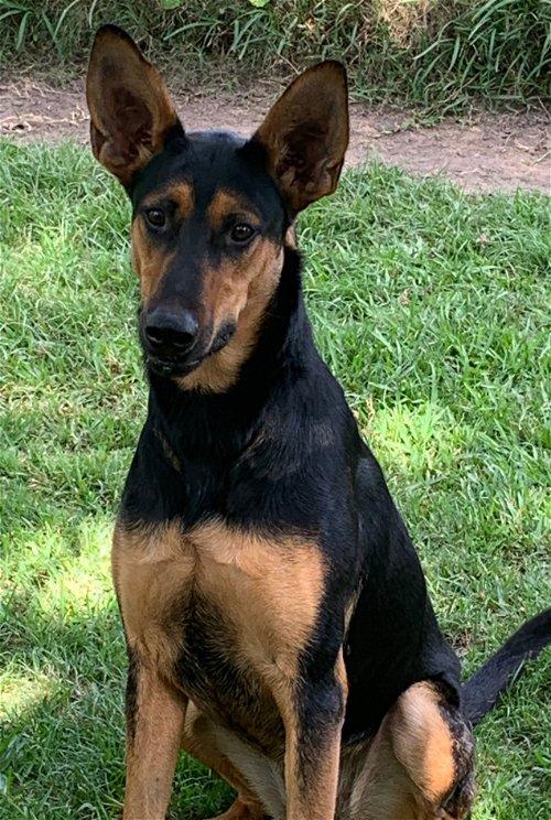 Layla, a Adoptable mixed breed in Spring, TX image 4/6