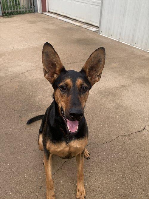 Layla, a Adoptable mixed breed in Spring, TX image 6/6