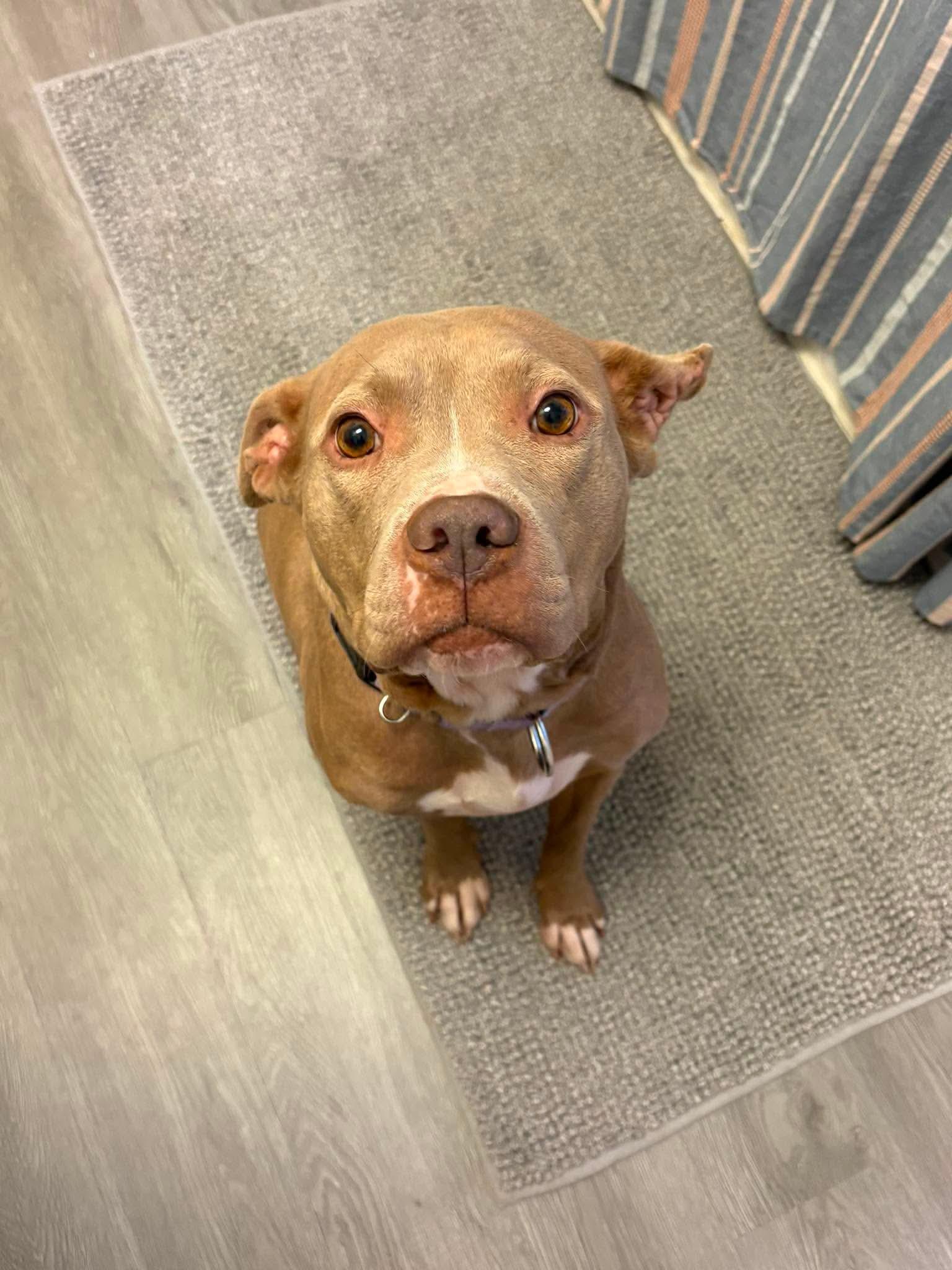 Enlarge Rosie, a Adoptable mixed breed in Raytown, MO image 3/4