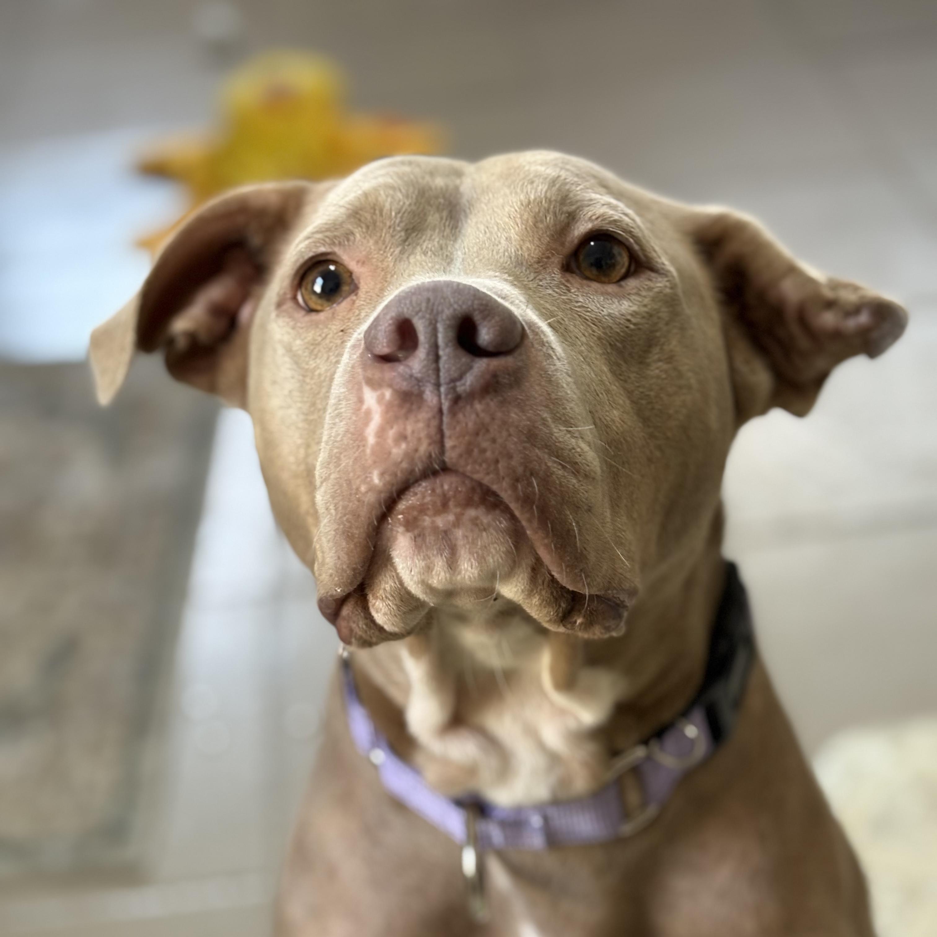 Enlarge Rosie, a Adoptable mixed breed in Raytown, MO image 1/4