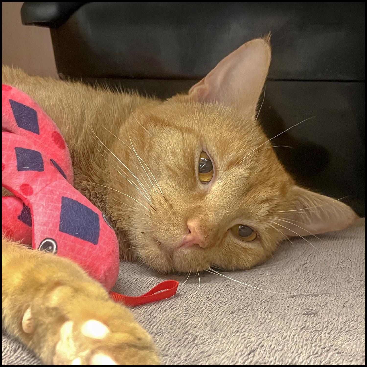 Sonny, a ADOPTABLE mixed breed in Roswell, GA image 2/3