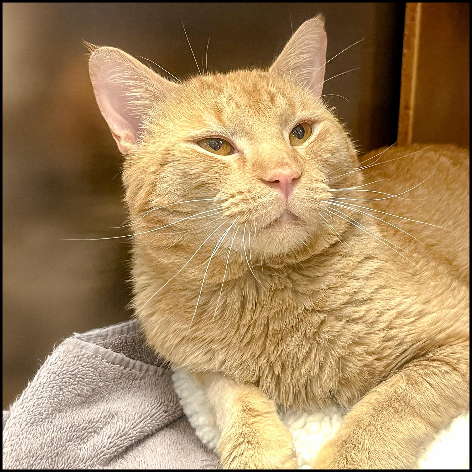 Sonny, a ADOPTABLE mixed breed in Roswell, GA image 1/3