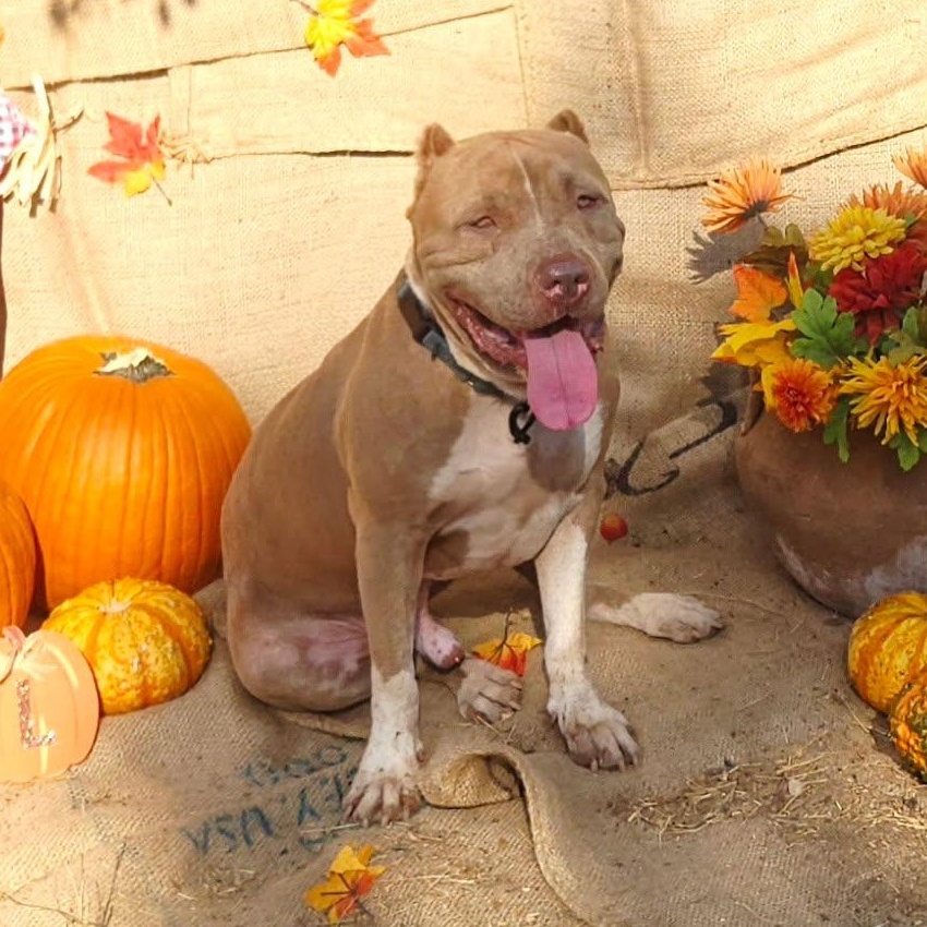 Scooby, Adoptable, Adult Male American Staffordshire Terrier & Shar-Pei.