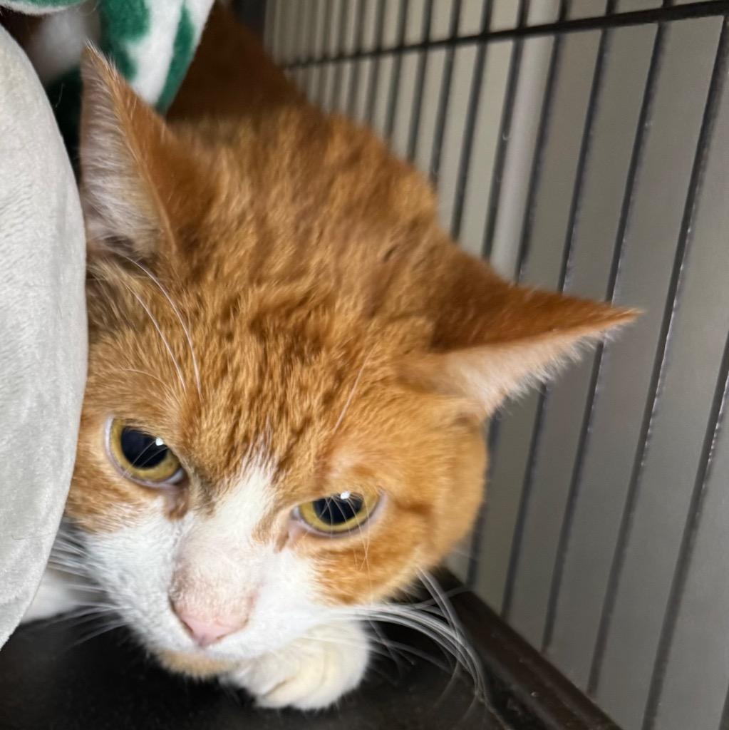 Morty, Adoptable, Adult Male Domestic Short Hair.