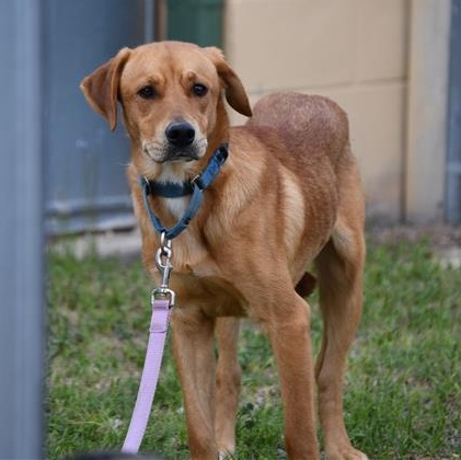 Preztel, a ADOPTABLE Mixed Breed in Defuniak Springs, FL image 3/6