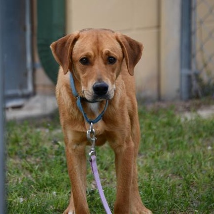 Preztel, a ADOPTABLE Mixed Breed in Defuniak Springs, FL image 2/6