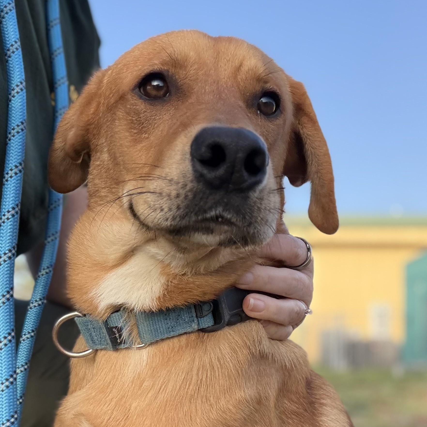 Preztel, a ADOPTABLE Mixed Breed in Defuniak Springs, FL image 1/6