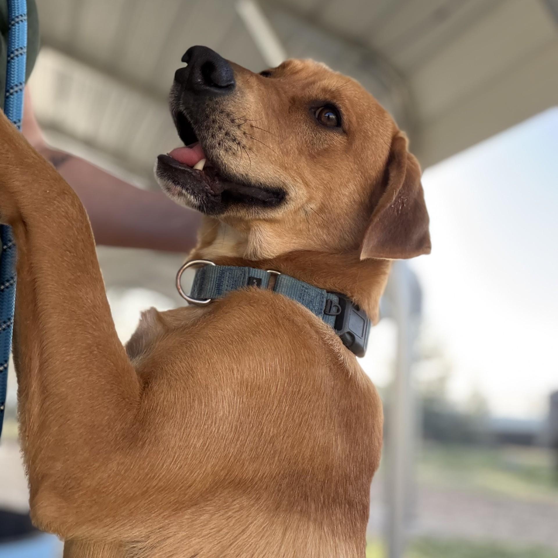 Preztel, a ADOPTABLE Mixed Breed in Defuniak Springs, FL image 4/6