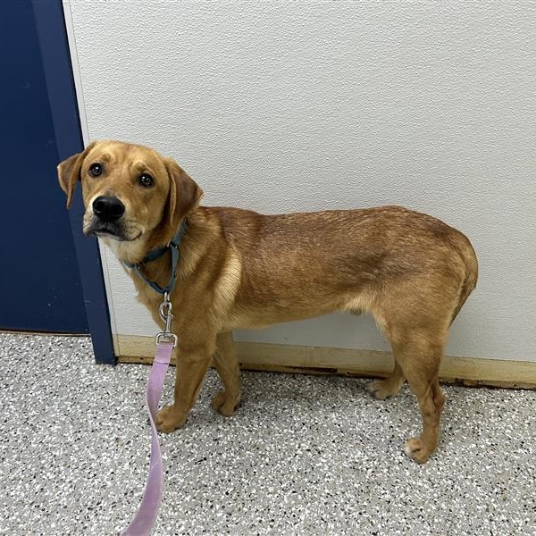 Preztel, a ADOPTABLE Mixed Breed in Defuniak Springs, FL image 5/6