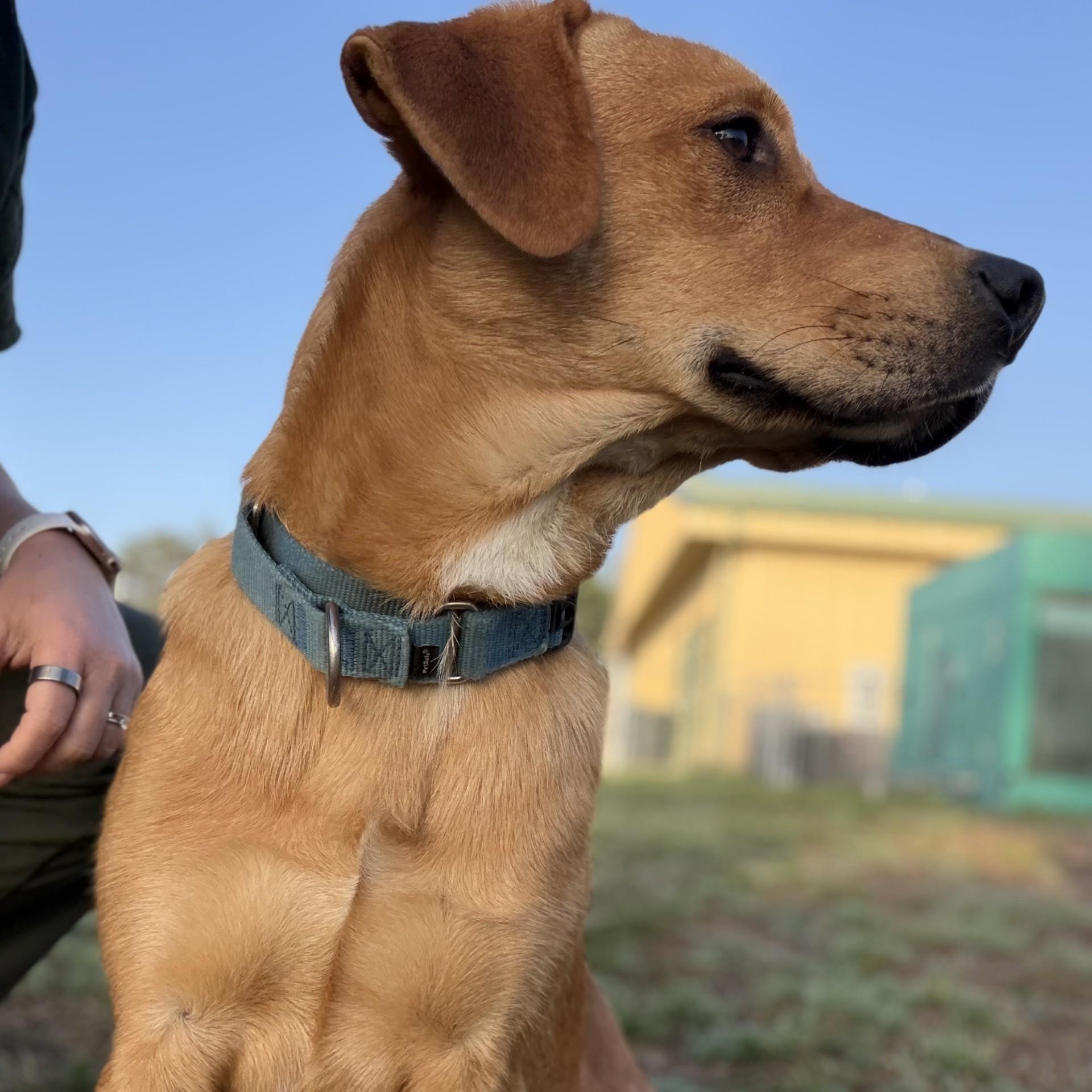 Preztel, a ADOPTABLE Mixed Breed in Defuniak Springs, FL image 6/6