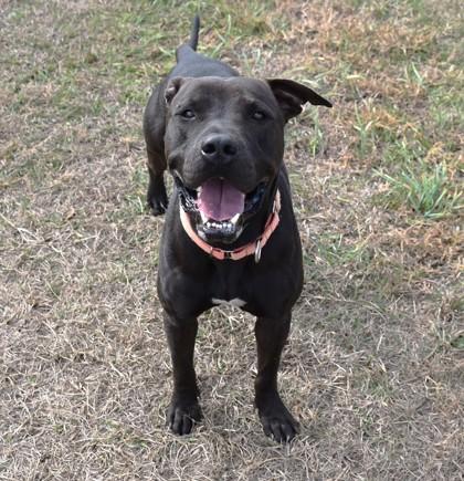 Enlarge Viking, a ADOPTABLE mixed breed in Inverness, FL image 1/1