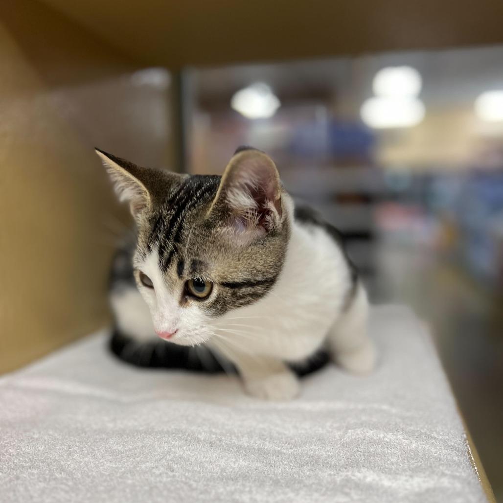 MacBeth, Adoptable, Kitten Male Domestic Short Hair.