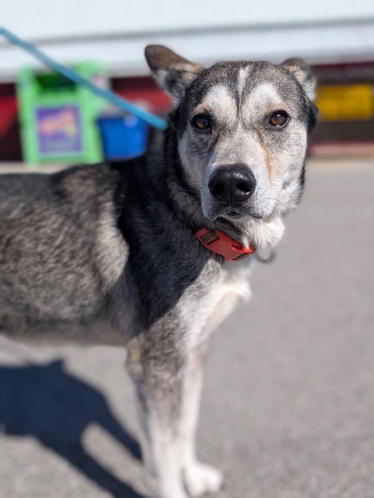 Enlarge Bear, a Adoptable mixed breed in Defiance, OH image 1/6