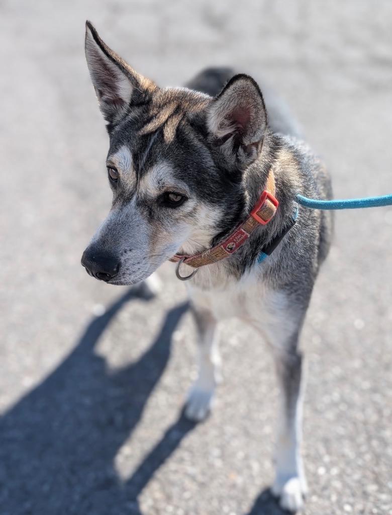 Enlarge Bear, a Adoptable mixed breed in Defiance, OH image 2/6