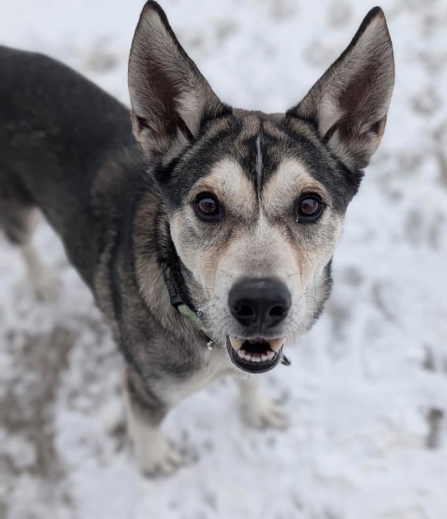 Enlarge Bear, a Adoptable mixed breed in Defiance, OH image 4/6