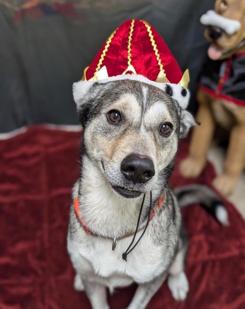 Enlarge Bear, a Adoptable mixed breed in Defiance, OH image 5/6