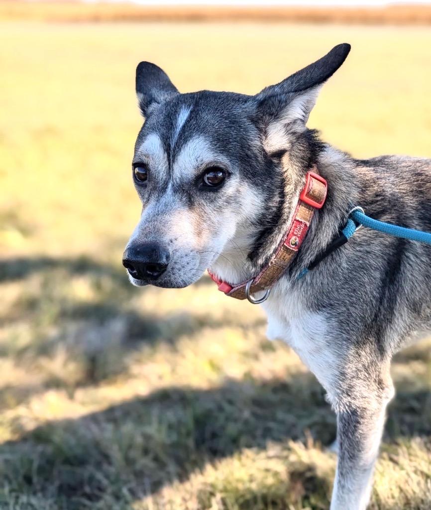 Enlarge Bear, a Adoptable mixed breed in Defiance, OH image 6/6