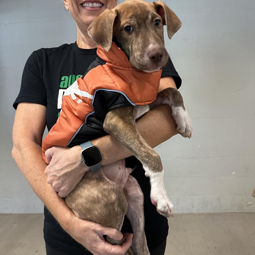 Enlarge Kion Locke, a Adoptable mixed breed in Austin, TX image 1/5