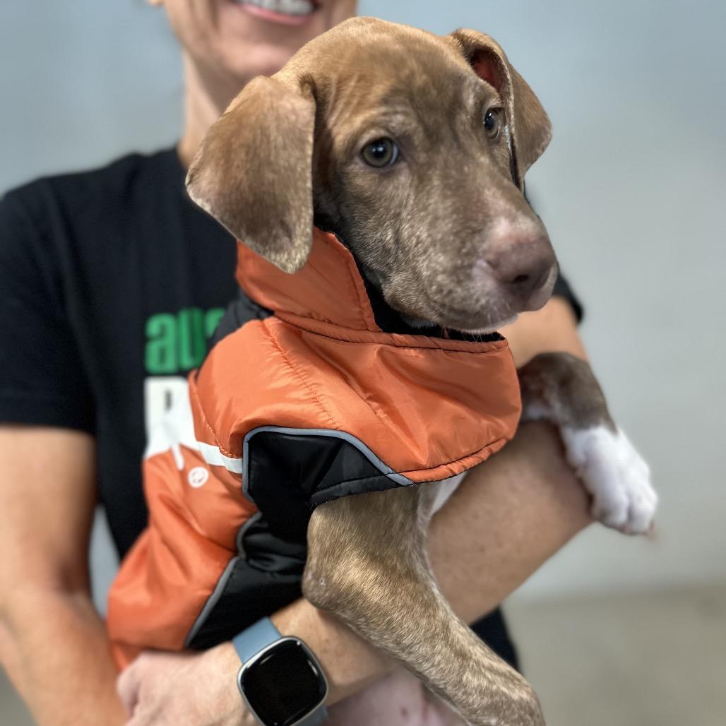 Enlarge Kion Locke, a Adoptable mixed breed in Austin, TX image 2/5