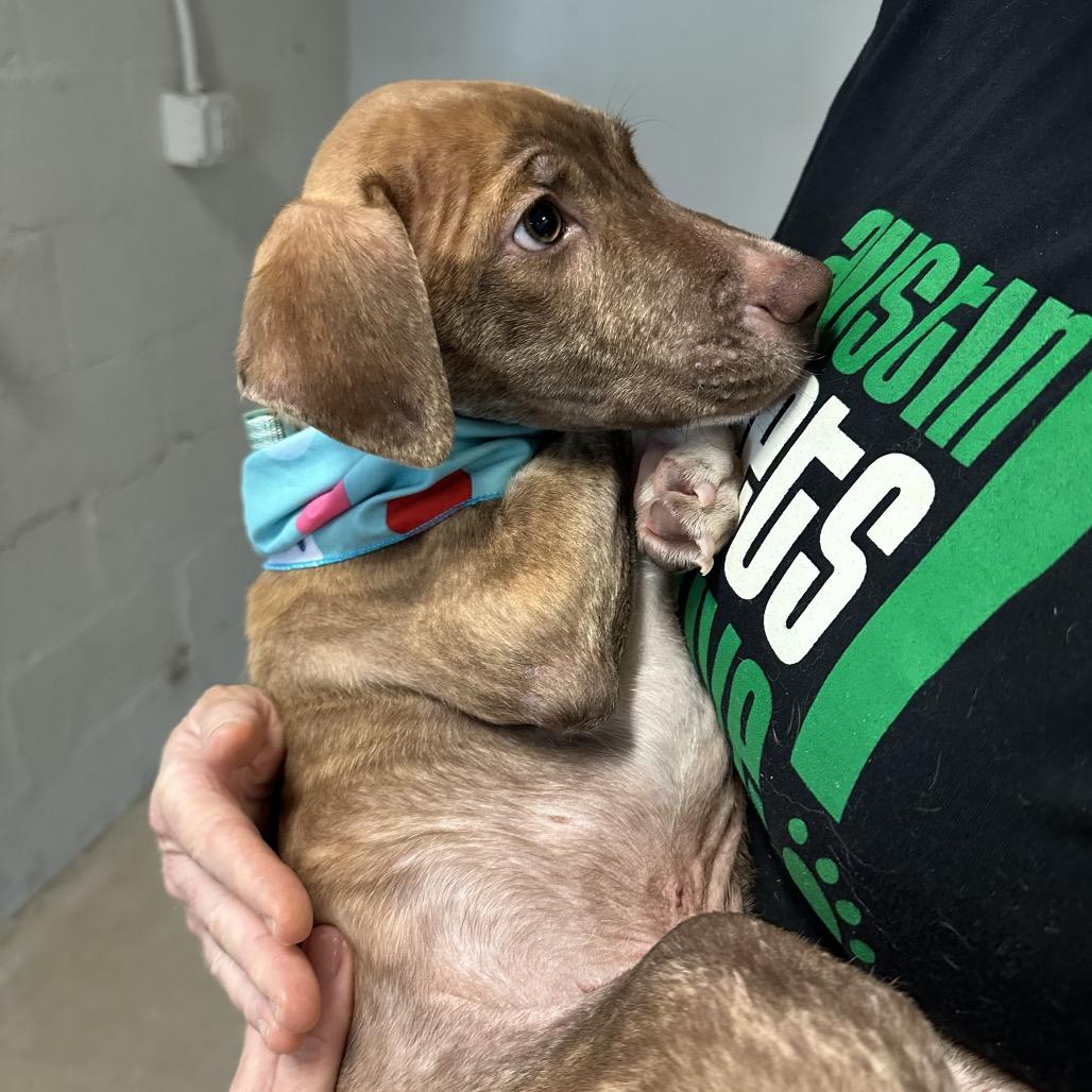 Enlarge Kion Locke, a Adoptable mixed breed in Austin, TX image 3/5