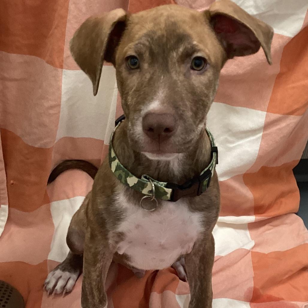 Enlarge Kion Locke, a Adoptable mixed breed in Austin, TX image 4/5
