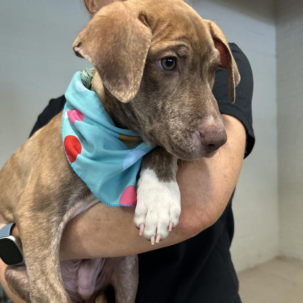 Enlarge Kion Locke, a Adoptable mixed breed in Austin, TX image 5/5